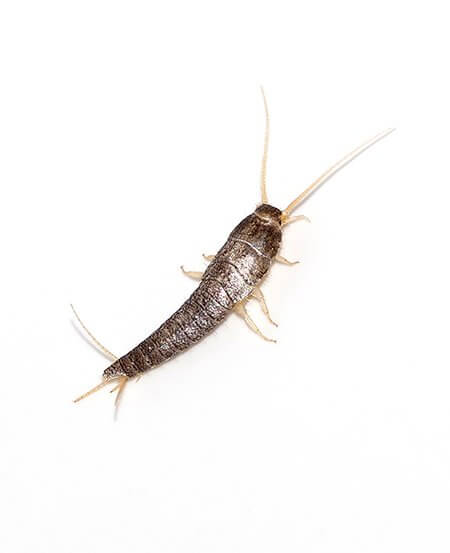 Silverfish