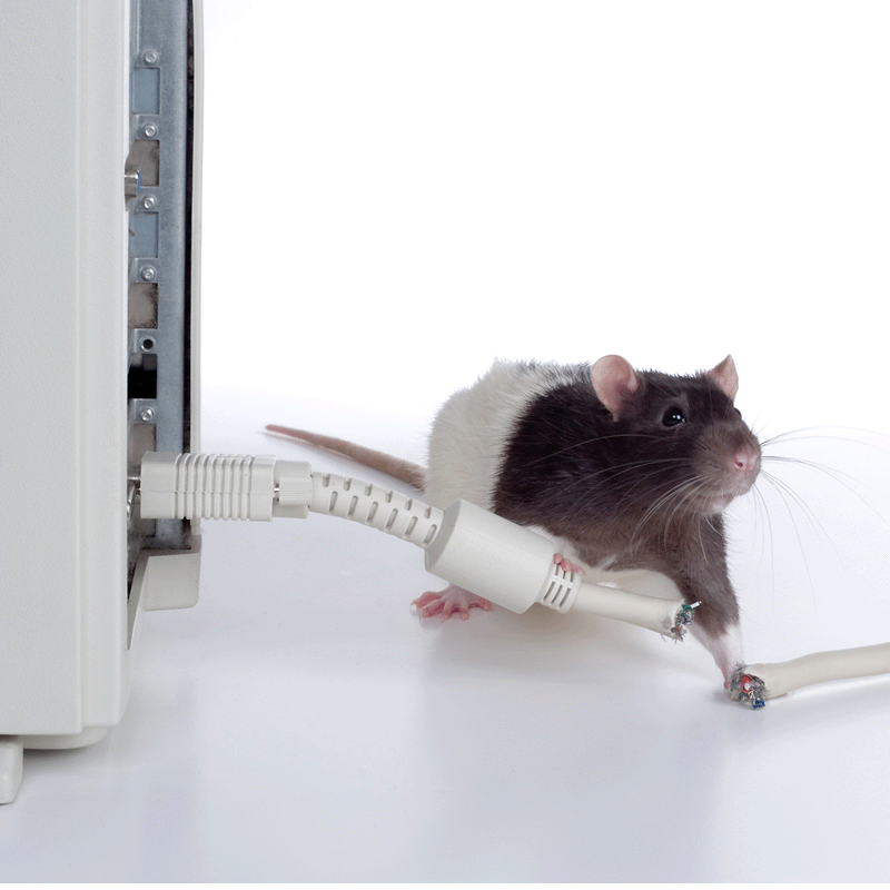 anti rodent spray