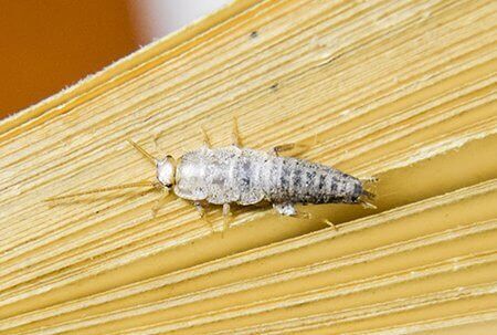 pest-control-silverfish-Owl pest control Dublin