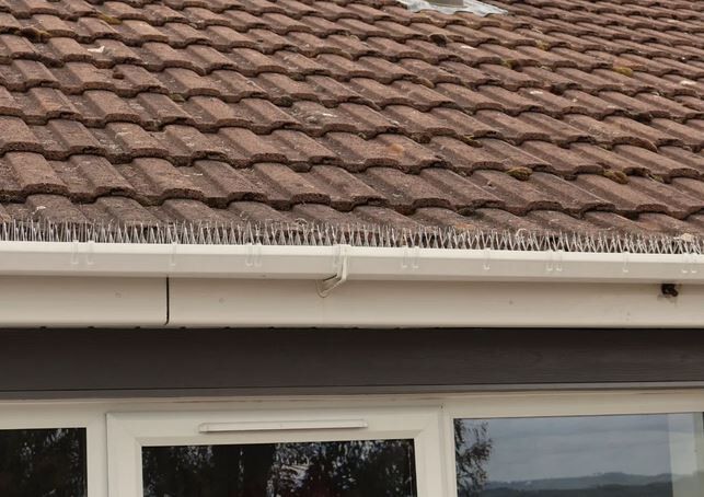 Thistle small bird spikes - deter starlings sparrows swallows gulls pigeons - gutter clip 6