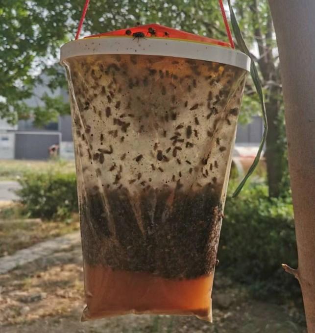 Fly Trap bag 2 - Owl Pest Control Products Ireland