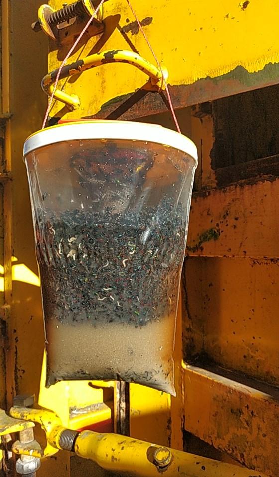 red-top-best-fly-trap-catcher-Owl-Pest-Control-Ireland