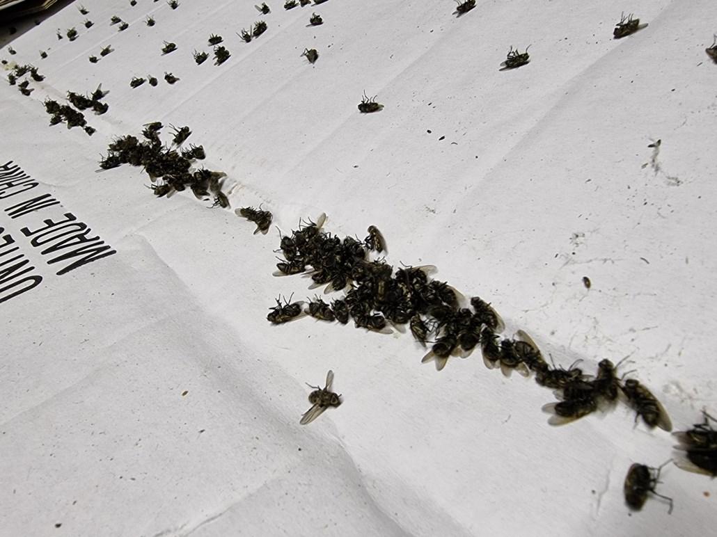 smoke-bomb-generator-fumigation-fumer-fogger-cluster-flies-1s