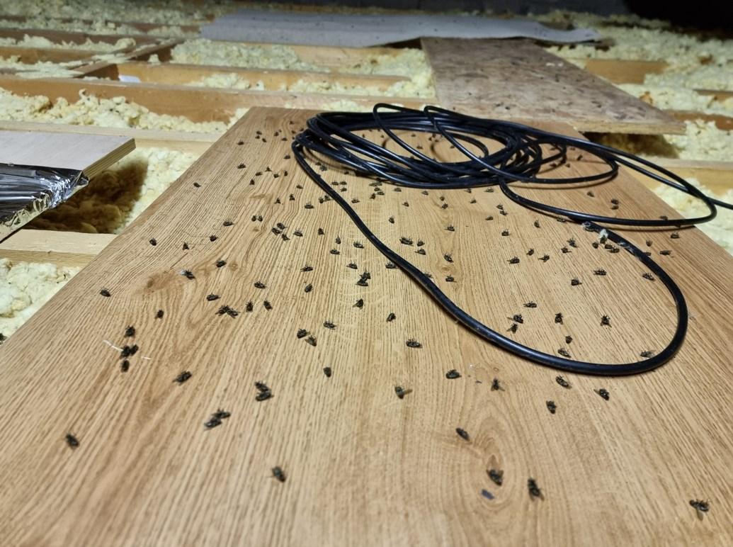 smoke-bomb-generator-fumigation-fumer-fogger-cluster-flies-2s