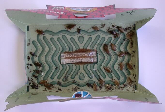 Cockroach-Trap-Owl Pest control Ireland