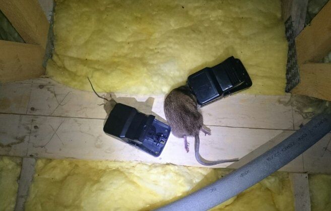 Rat traps catching both mice and rats - Owl pest control Dublin