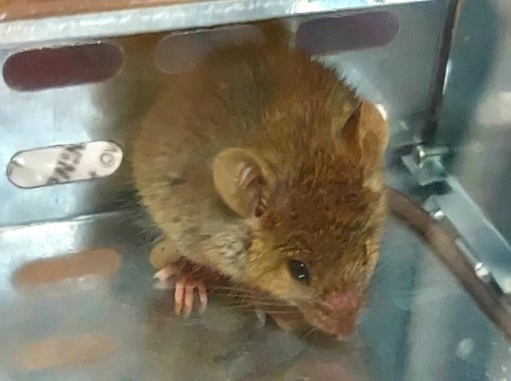 Humane Mouse Trap Live Multi Catch 7