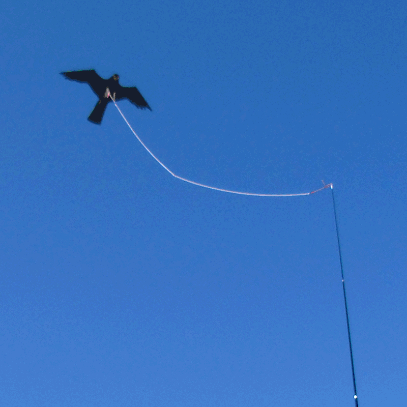 hawk kite flying in sky - Owl Pest Control Products Ireland