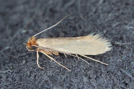 Pesky Insects - Carpet Beetles And Clothes Moths