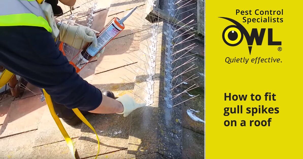 video-fitting-gull-spikes-owl-pest-control-dublin