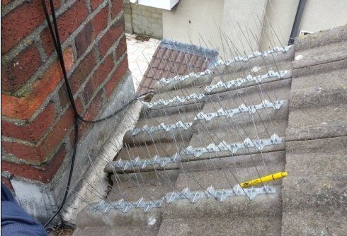 Seagull spikes - Owl Pest Control Dublin