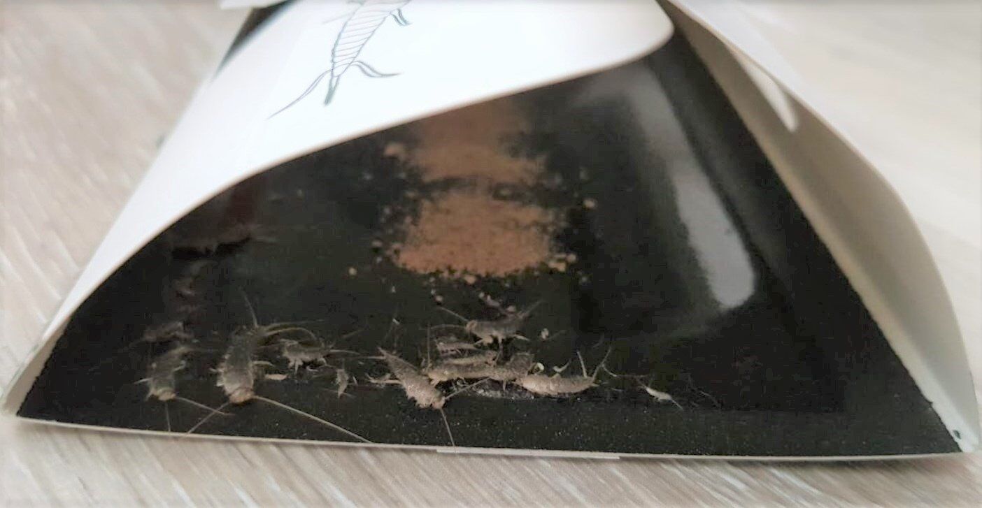 silverfish-traps-owl-pest-control-ireland