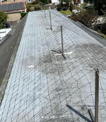 bird-netting-pigeons-2