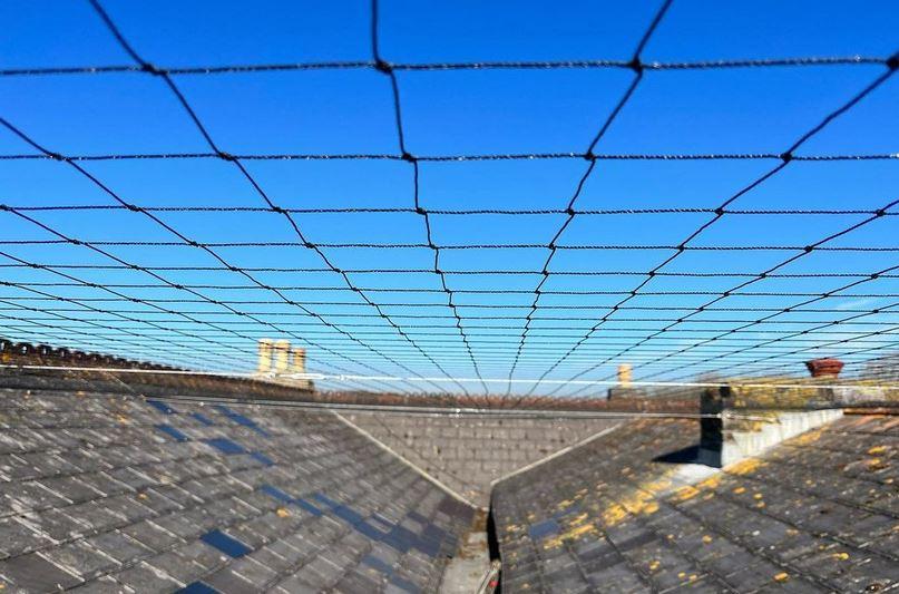 bird-netting-pigeons-4